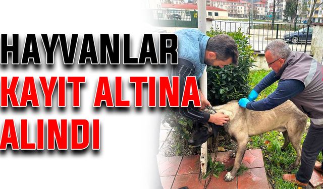 Hayvanlar kayıt altına alındı