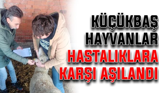 Küçükbaş hayvanlar hastalıklara karşı aşılandı