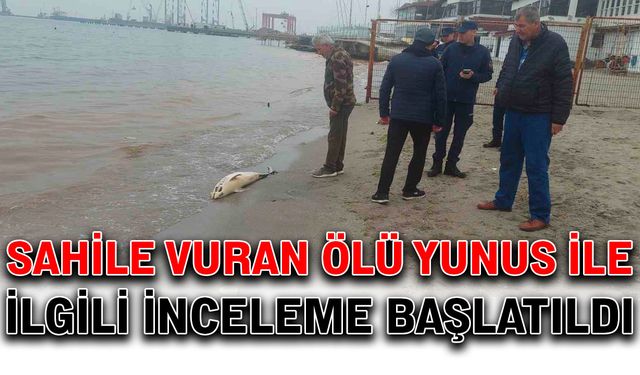 Sahile vuran ölü yunus ile ilgili inceleme başlatıldı