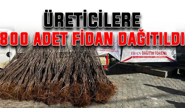 Üreticilere 800 adet fidan dağıtıldı