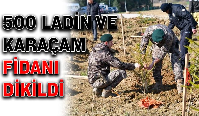 500 Ladin ve Karaçam fidanı dikildi