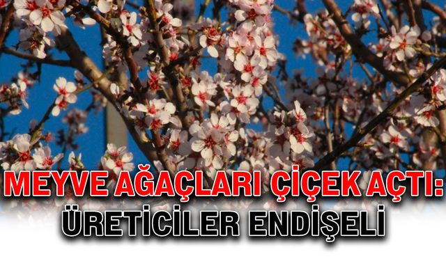 Meyve ağaçları çiçek açtı: Üreticiler endişeli