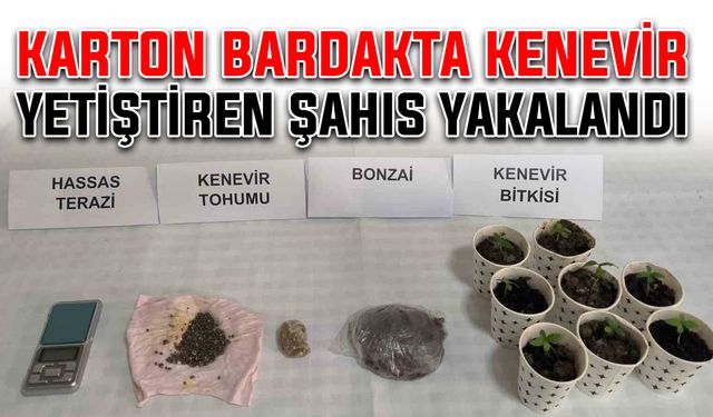 Karton bardakta kenevir yetiştiren şahıs yakalandı