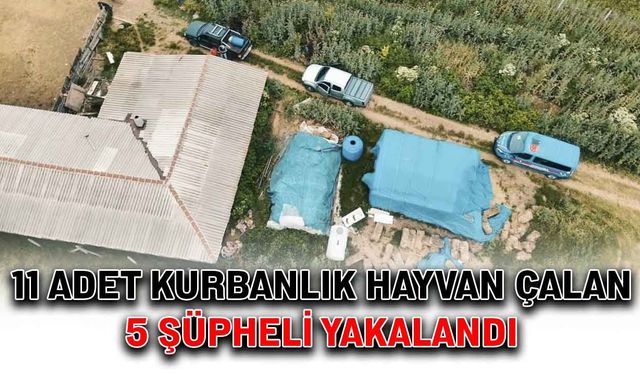 11 adet kurbanlık hayvan çalan 5 şüpheli yakalandı