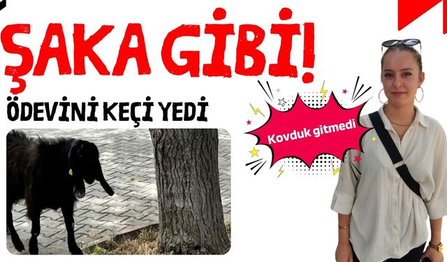 Şaka gibi! Ödevini keçi yedi: Kovduk gitmedi