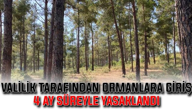 Valilik tarafından ormanlara giriş 4 ay süreyle yasaklandı