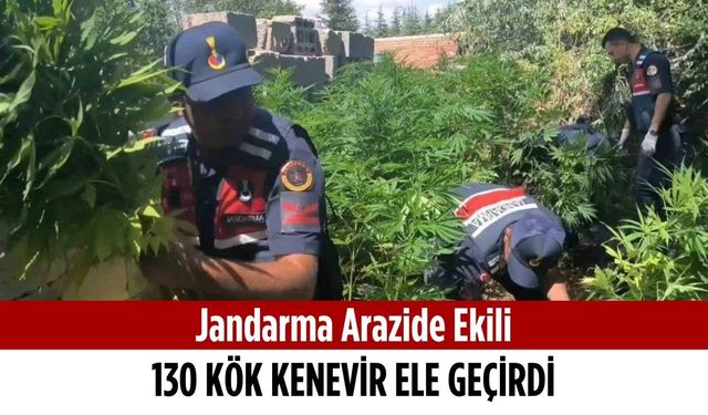 Jandarma arazide ekili 130 kök kenevir ele geçirdi