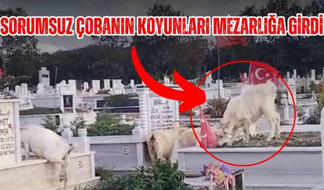 Sorumsuz çobanın koyunları mezarlığa girdi: Belki sahibi utanır