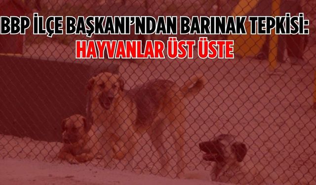 BBP İlçe Başkanı’ndan barınak tepkisi: “Hayvanlar üst üste”