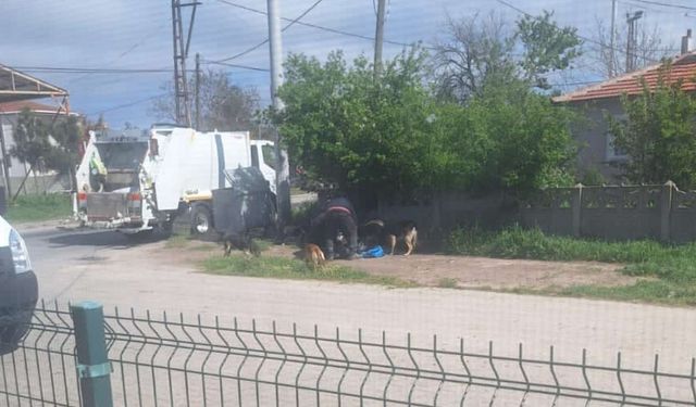 Kapaklı’da temizlik işçilerinden sokak hayvanlarına şefkat eli
