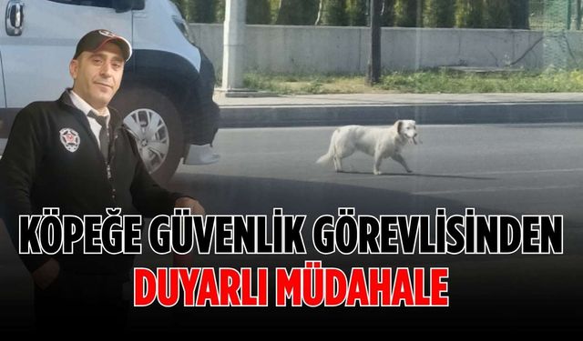 Trafiği alt üst eden köpeğe güvenlik görevlisinden duyarlı müdahale