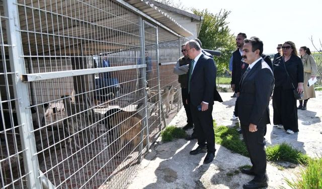 Vali Recep Soytürk, Hayvan Bakım Evi Projesini yerinde inceledi