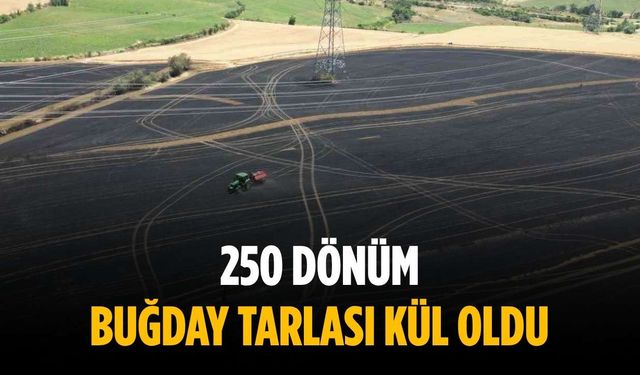 250 dönüm buğday tarlası kül oldu