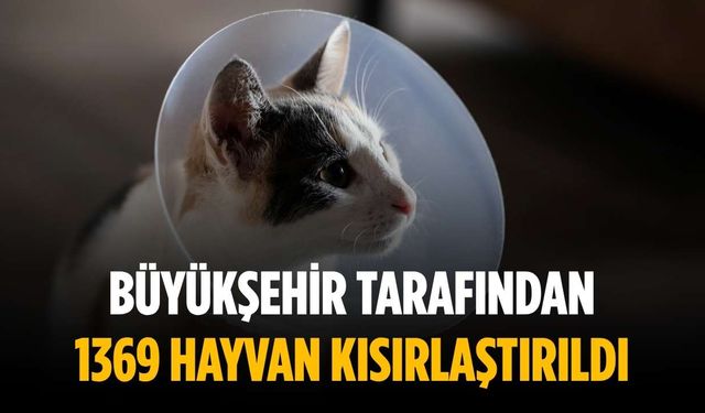 Büyükşehir tarafından 1369 hayvan kısırlaştırıldı