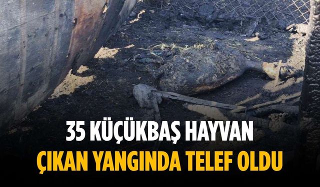 35 küçükbaş hayvan çıkan yangında telef oldu
