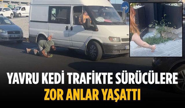 Yavru kedi trafikte sürücülere zor anlar yaşattı