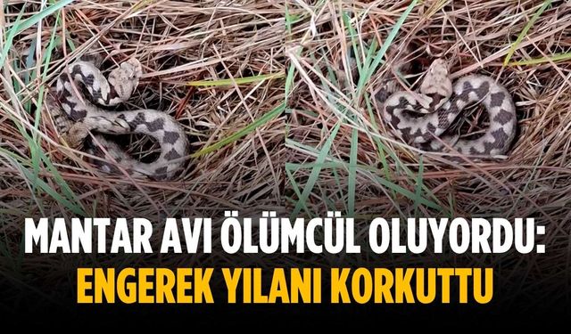 Mantar avı ölümcül oluyordu: Engerek yılanı korkuttu