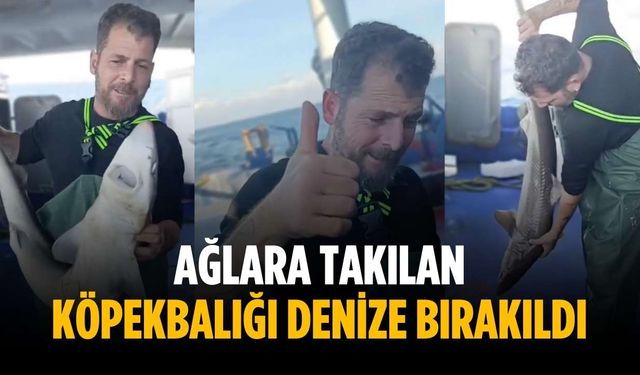Ağlara takılan köpekbalığı denize bırakıldı