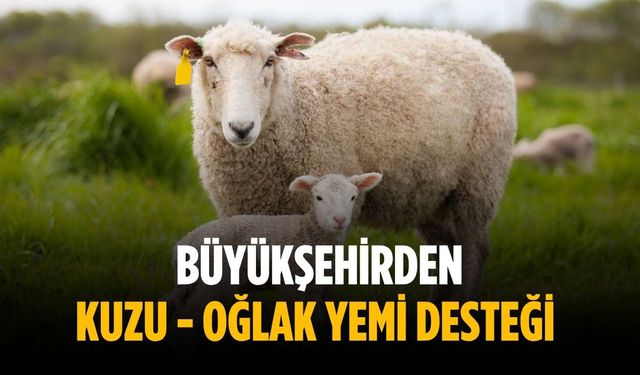 Büyükşehirden kuzu - oğlak yemi desteği