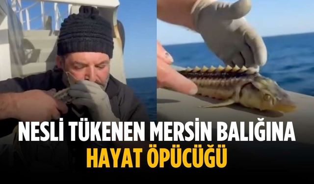 Nesli tükenen Mersin Balığına hayat öpücüğü