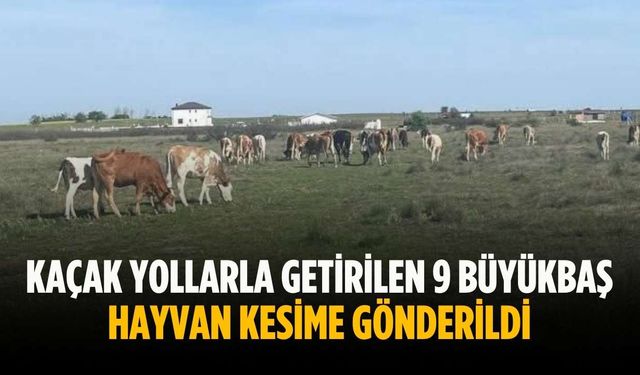Kaçak yollarla getirilen 9 büyükbaş hayvan kesime gönderildi