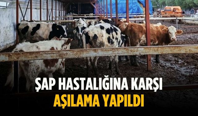 Şap hastalığına karşı aşılama yapıldı
