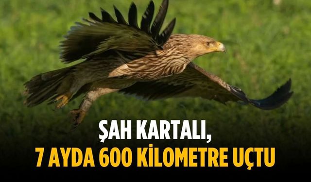 Şah Kartalı, 7 ayda 600 kilometre uçtu