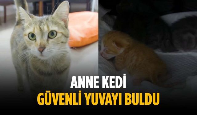 Anne kedi güvenli yuvayı buldu