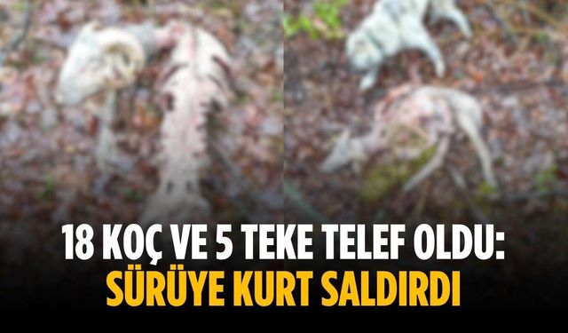 18 koç ve 5 teke telef oldu: Sürüye kurt saldırdı