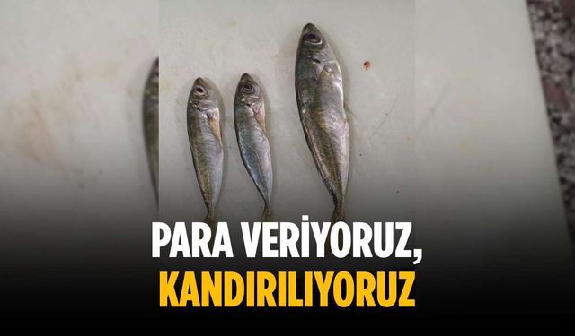 “Para veriyoruz, kandırılıyoruz”