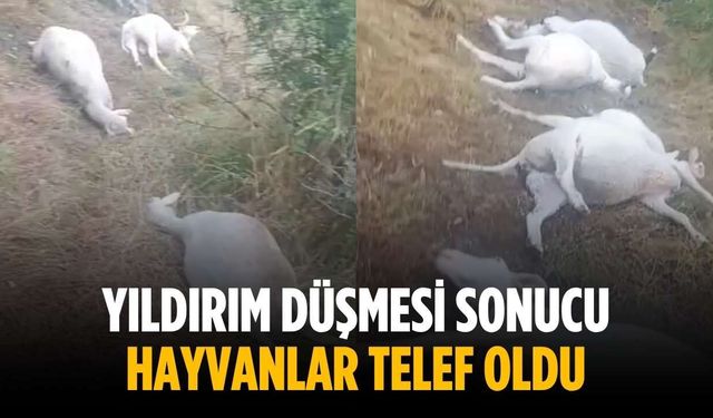 Yıldırım düşmesi sonucu hayvanlar telef oldu