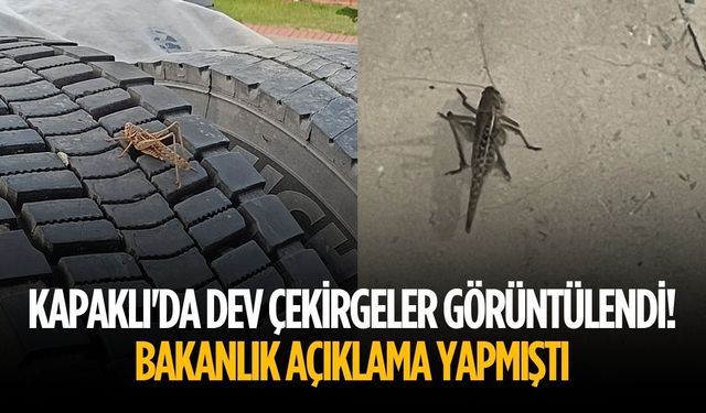 Kapaklı'da dev çekirgeler görüntülendi!