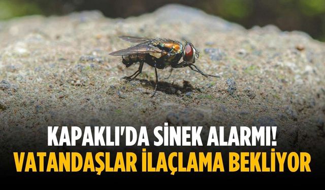 Kapaklı'da sinek alarmı! Vatandaşlar ilaçlama bekliyor