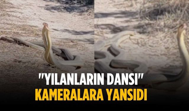 "Yılanların dansı" kameralara yansıdı