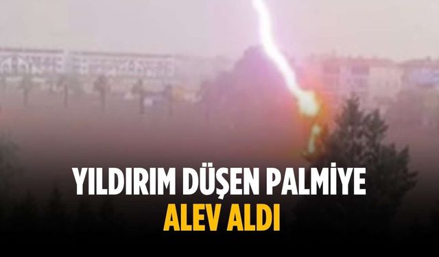 Yıldırım düşen palmiye  alev aldı