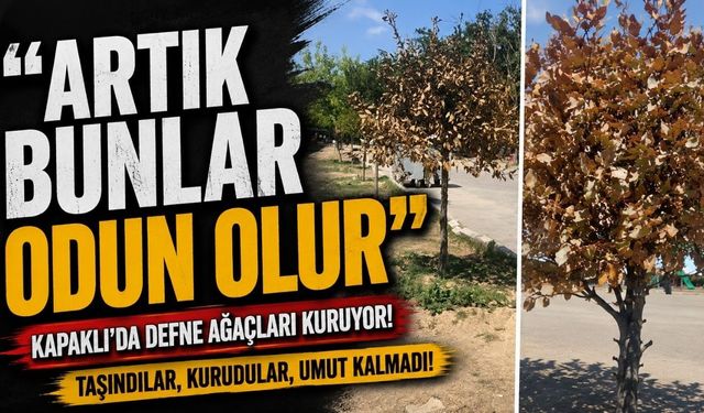 “Artık bunlar odun olur”