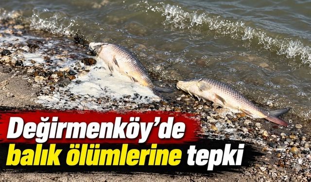 Silivri Değirmenköy’de göldeki balık ölümlerine tepki
