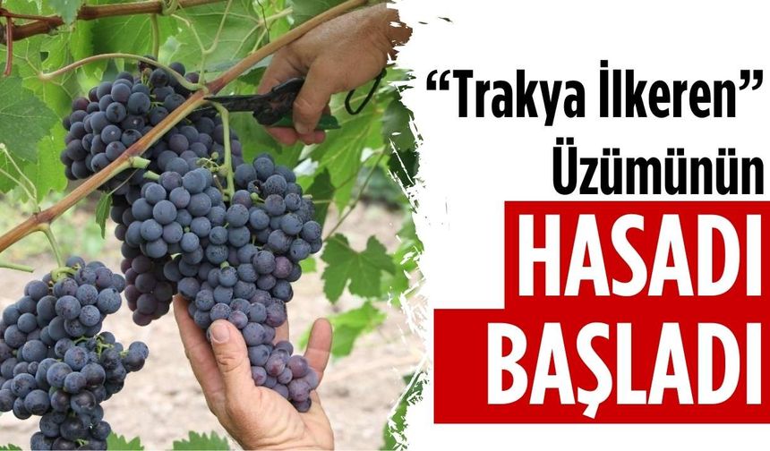 "Trakya İlkeren" üzümünün hasadı başladı