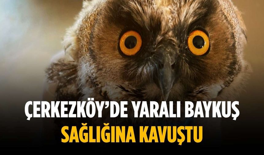 Çerkezköy’de yaralı baykuş sağlığına kavuştu