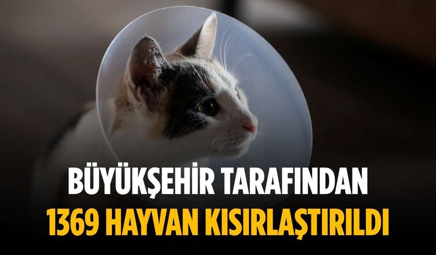 Büyükşehir tarafından 1369 hayvan kısırlaştırıldı