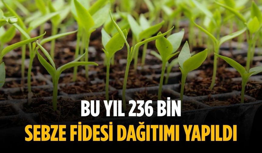 Bu yıl 236 bin sebze fidesi dağıtımı yapıldı