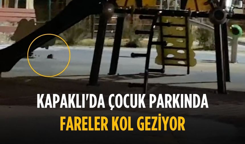 Kapaklı'da çocuk parkında fareler kol geziyor