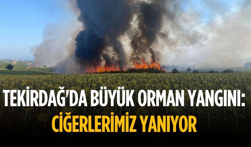 Tekirdağ'da büyük orman yangını: Ciğerlerimiz yanıyor