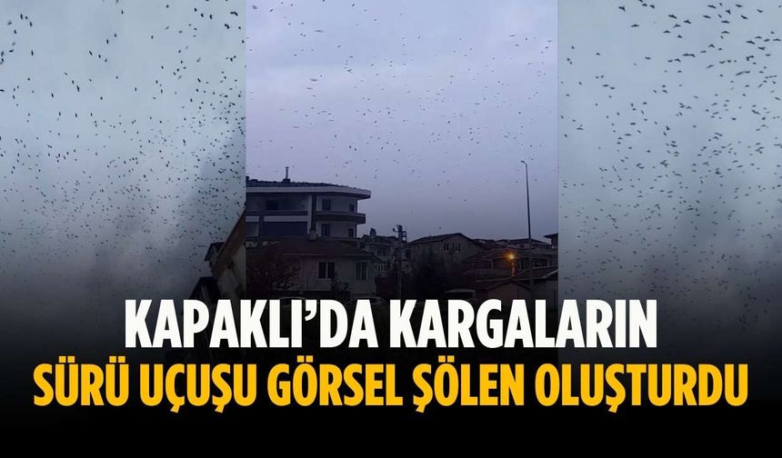 Kapaklı’da kargaların sürü uçuşu görsel şölen oluşturdu
