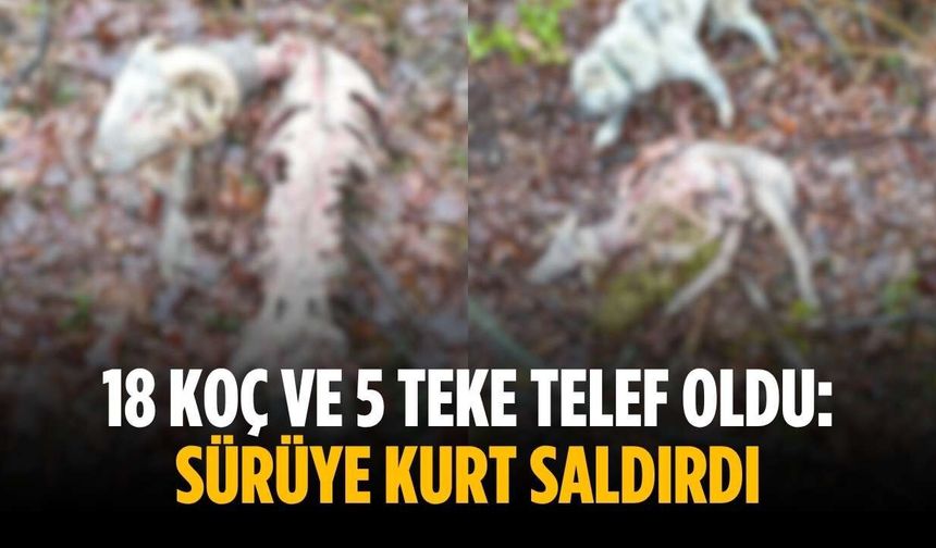 18 koç ve 5 teke telef oldu: Sürüye kurt saldırdı