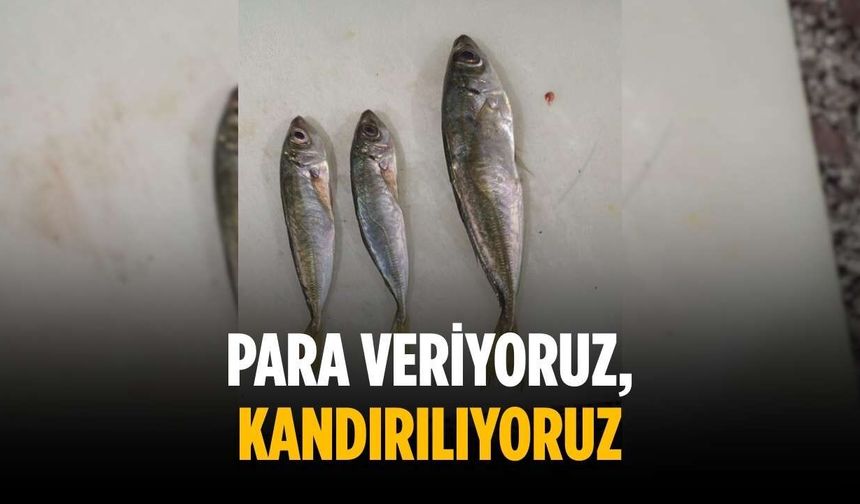 “Para veriyoruz, kandırılıyoruz”