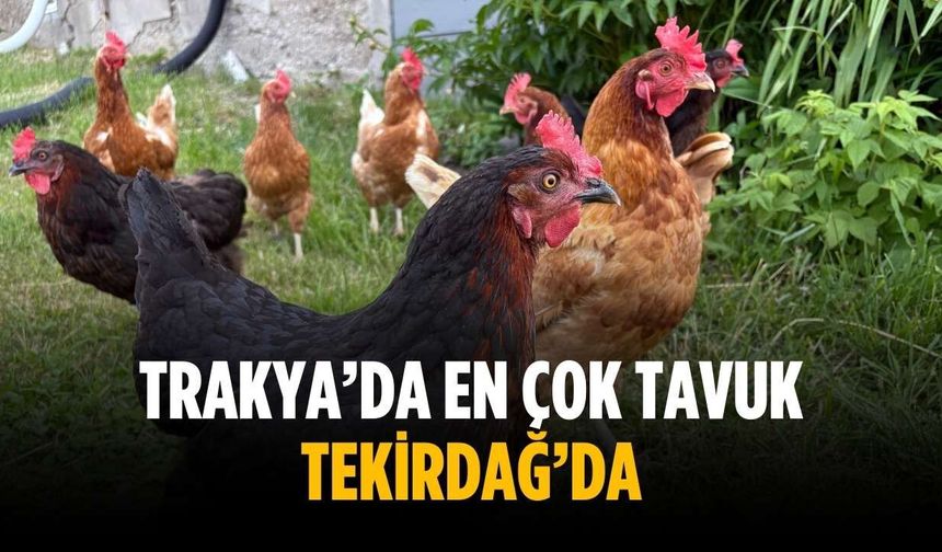 Trakya’da en çok tavuk Tekirdağ’da