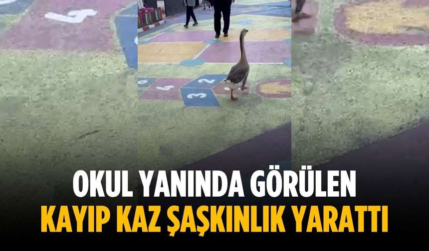 Okul yanında görülen kayıp kaz şaşkınlık yarattı