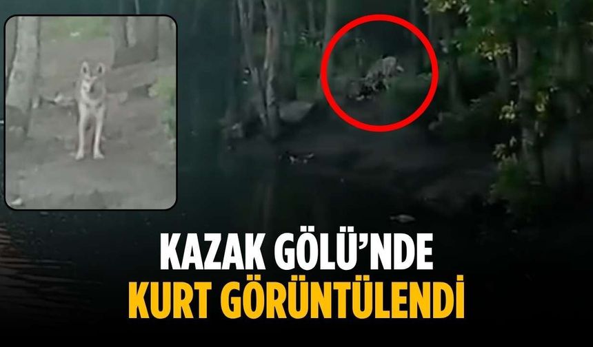 Kazak Gölü’nde kurt görüntülendi