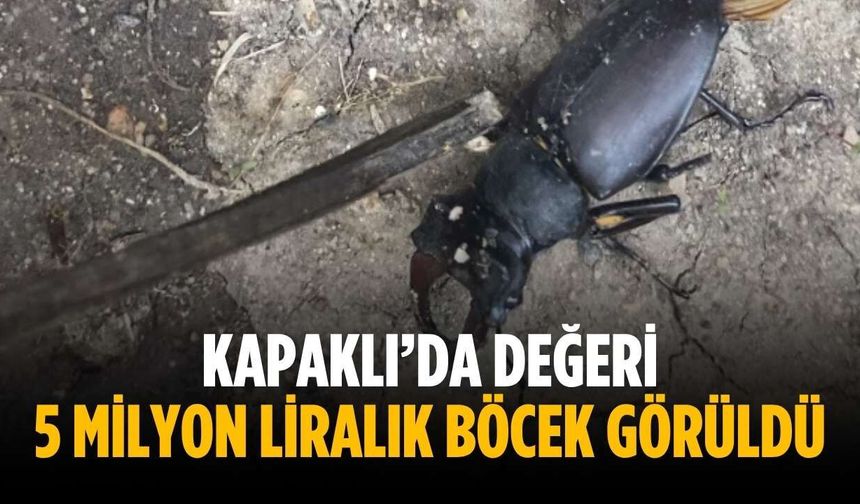 Kapaklı’da değeri 5 milyon liralık böcek görüldü